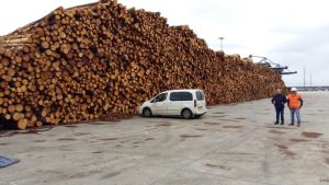 Madera de pino para exportación en el puerto de Ferrol