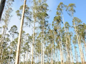 Gestión forestal eucalipto