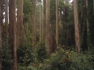 conservación y repoblación de masas forestales